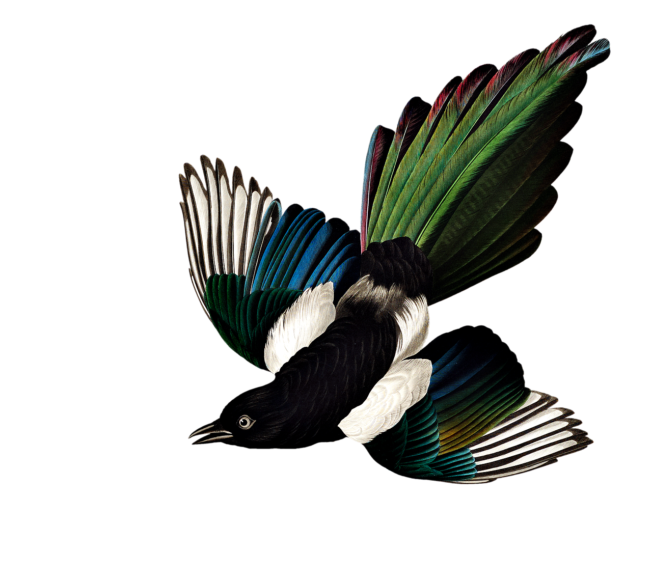 Magpie