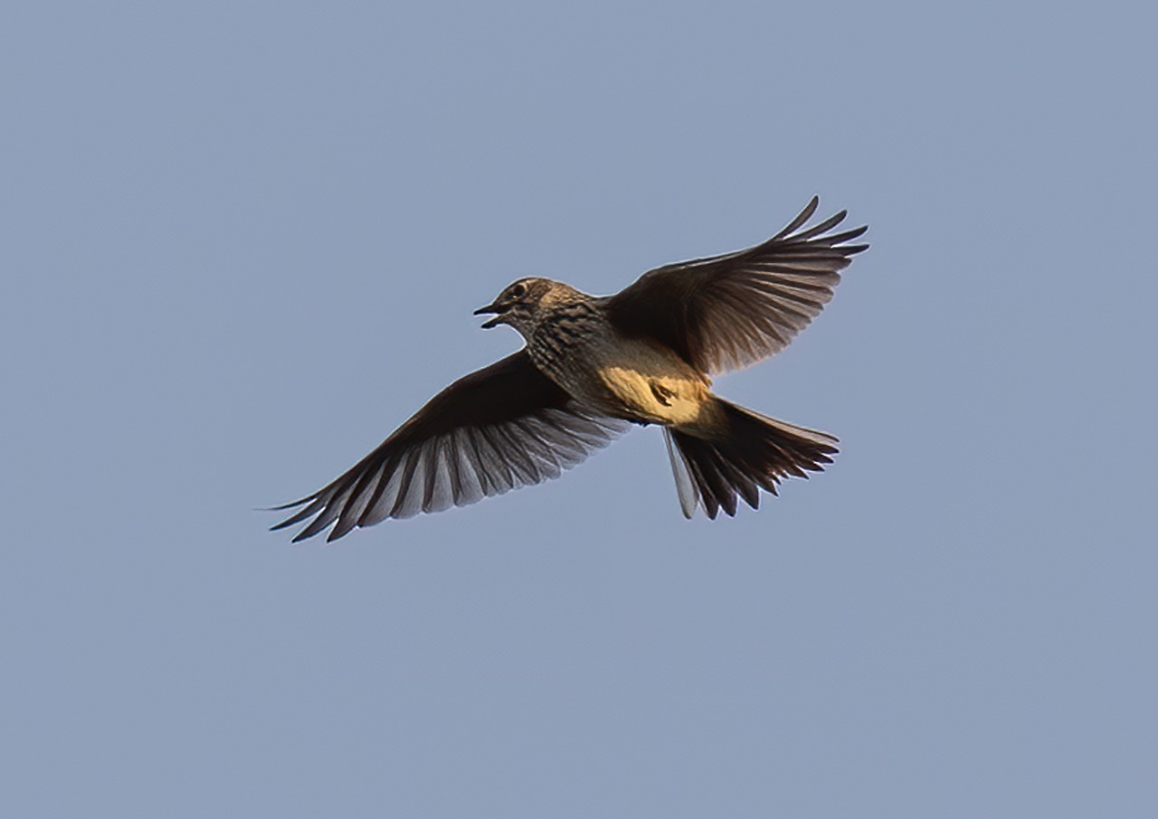 Skylark