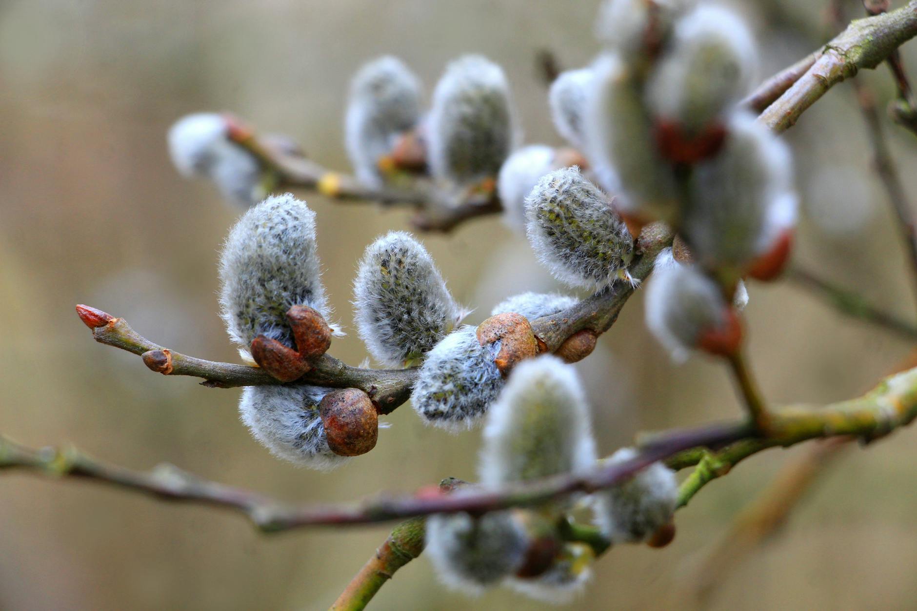 catkins on leafless branch